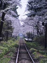 青森・桜】駅と列車と桜のコラボレーション🚃🌸穴場のエモいスポット✨※アクセス解説付き