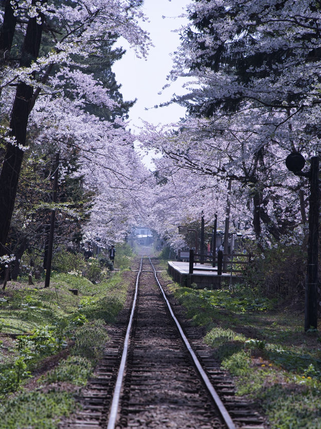 青森・桜】駅と列車と桜のコラボレーション🚃🌸穴場のエモいスポット✨※アクセス解説付き