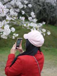 Hamamatsu Flower Park สวนดอกไม้ซากุระบานฉ่ำ