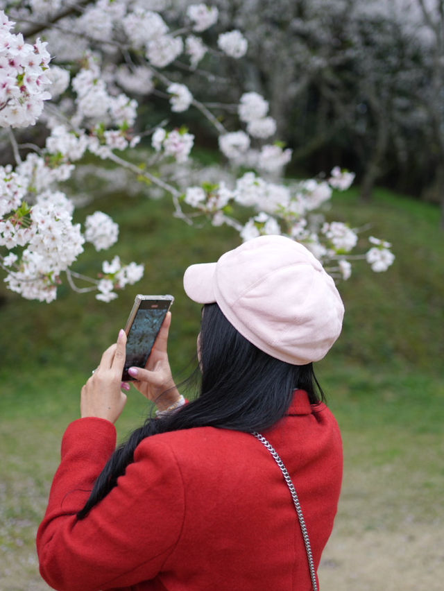 Hamamatsu Flower Park สวนดอกไม้ซากุระบานฉ่ำ
