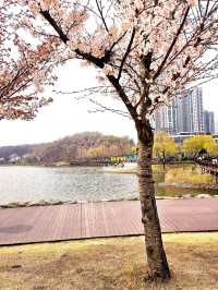 가족과 함께 떠나는 벚꽃놀이🌸