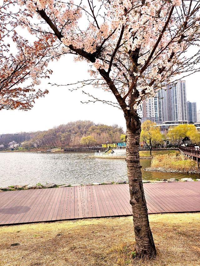 가족과 함께 떠나는 벚꽃놀이🌸