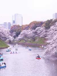2024年　千鳥ヶ淵の桜！