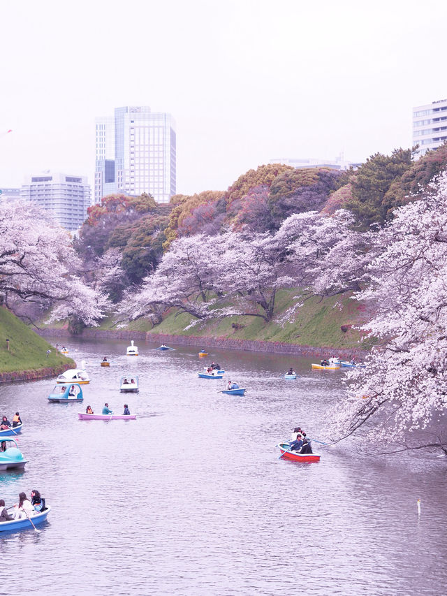 2024年　千鳥ヶ淵の桜！