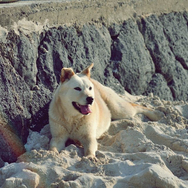 🌊 김녕성세기해변, 역사와 자연이 어우러진 바다