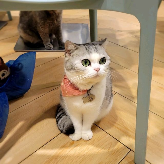 打卡超治癒貓Cafe🐱 品種繁多嘅貓貓😍