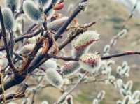 wild plum blossoms nestled behind mountains🌸