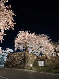 【滋賀】堀の水面に映るリフレクションが素敵すぎるお城の桜
