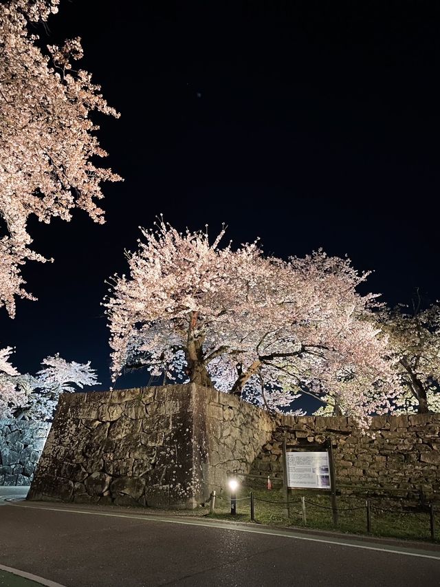 【滋賀】堀の水面に映るリフレクションが素敵すぎるお城の桜