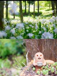 【茨城】森の中にキラキラと輝くシャガの群生 お花の楽園