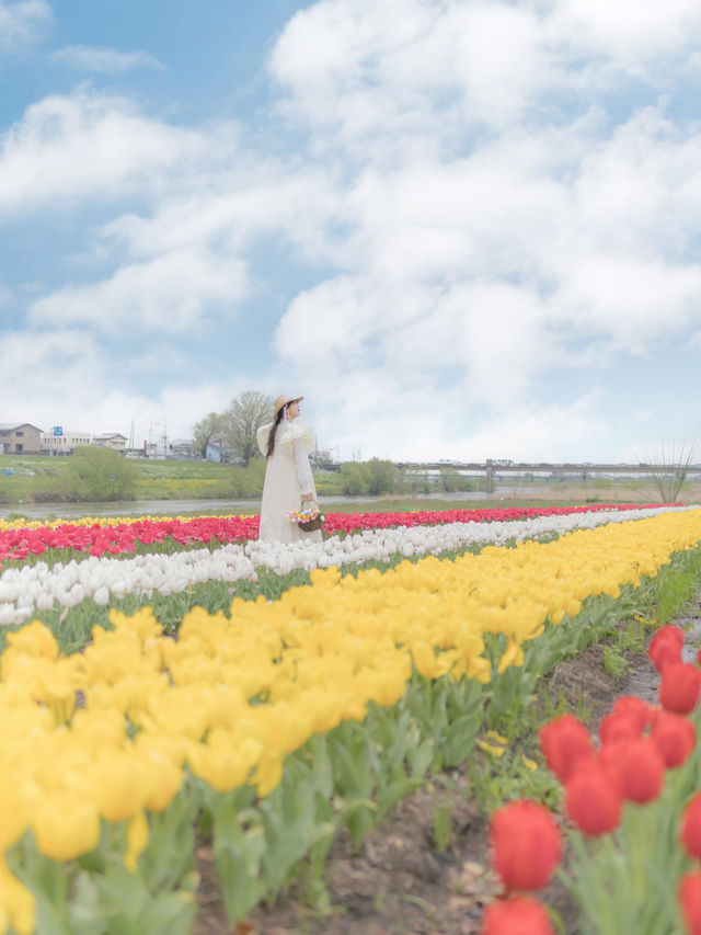 無料で楽しめる🌷20万本のチューリップ畑🌷