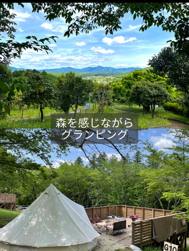 【茨城】森の中にキラキラと輝くシャガの群生 お花の楽園