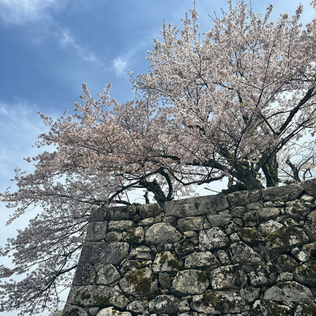 【滋賀】絶景！お城と桜のコラボレーション