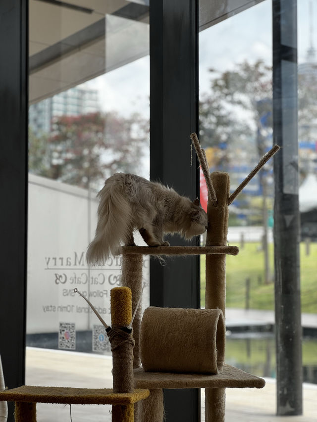 Cat Cafe in a Pet shop Bukit Bintang LALAPORT Kuala Lumpur