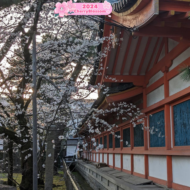 Sakura🌸 Season:💎Dreams🥳Taking a Flight ✈️ 