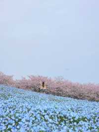 Uminonakamichi Seaside Park 