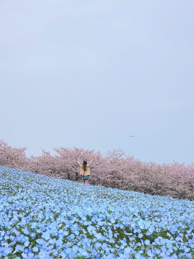 Uminonakamichi Seaside Park 