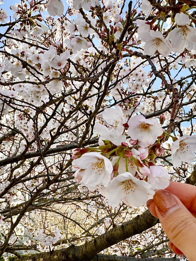 【釜山】春に行きたい！桜が目の前にある素敵カフェ