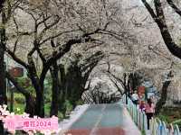 「河東十里櫻花路」：櫻花隧道、夜櫻燈光，南韓必去景點