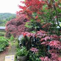 台北· 大梯田花卉生態農園