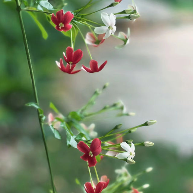 「白野江植物公園：春天好去處，美麗神奇景色等你探索！」