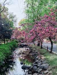 Cherry Blossom in WUXI 