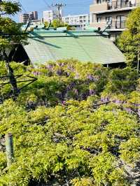 【國領神社/東京都】千年乃藤と飛び出す御朱印