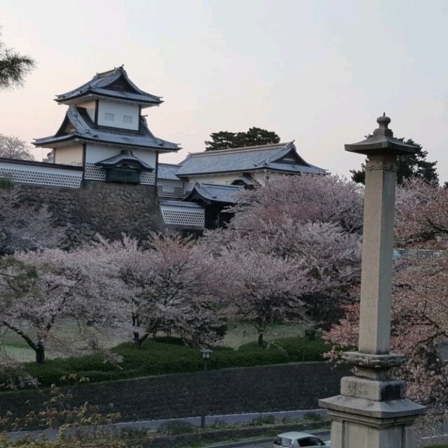 Cherry Blossom at Kanazawa Castle Park