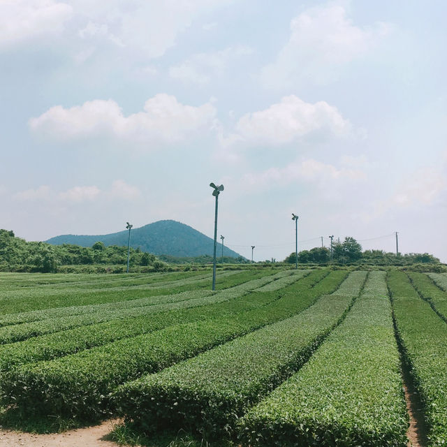 아름다운 검멀레 해변🏝️ 제주도 추천 스팟 총정리!