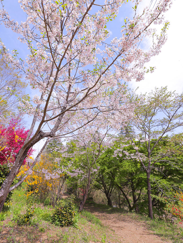 【栃木】茂木町　自然溢れる花の山で春探し