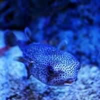 COEX商場內巨型水族館：海底奇景