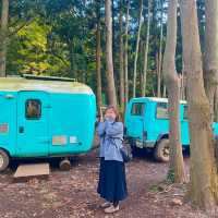 제주 숲이 너무 아름다운 안돌오름 비밀의 숲🌳🚙