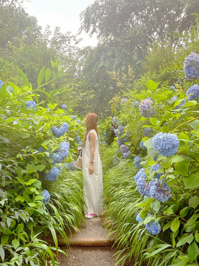 明月院の紫陽花