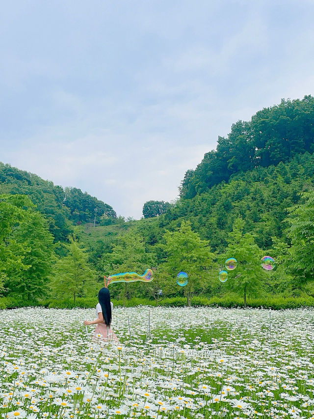 🤍함안 샤스타데이지군락!! 경남근교 제일 예쁜 곳🤍