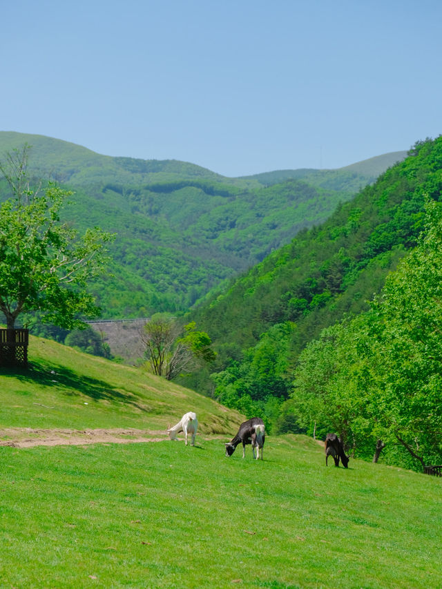 해발 800m에 위치한 한국의 K-알프스⛰️💚