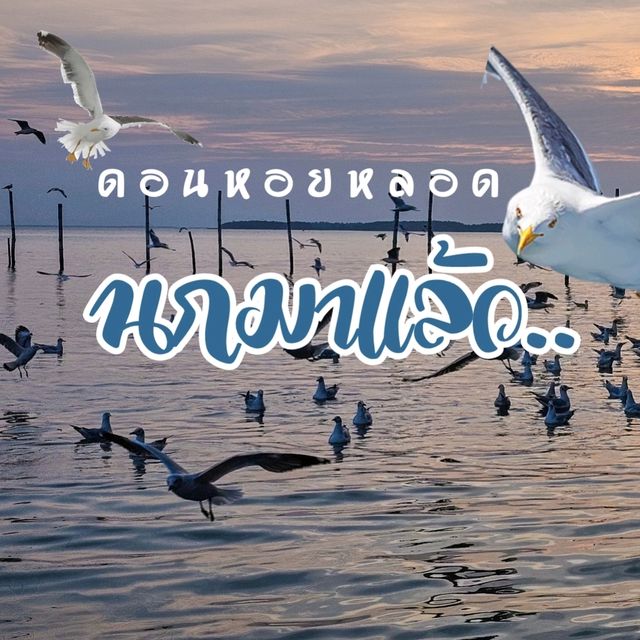 นกนางนวลแล้ว