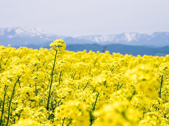 北海道瀧川市油菜花田