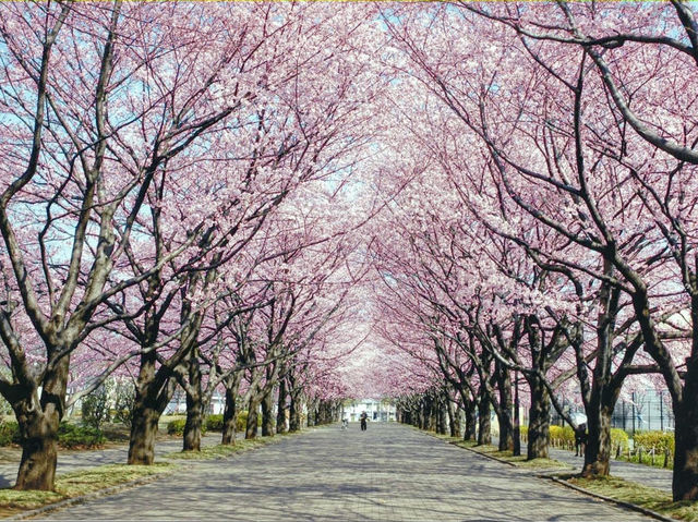府中市櫻花