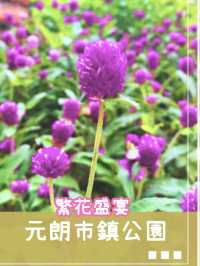🌷元朗公園🌷繁花盛宴✨