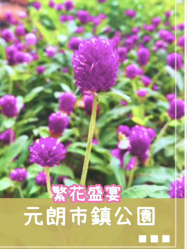 🌷元朗公園🌷繁花盛宴✨