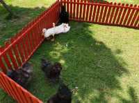 Viva Foresta Farm