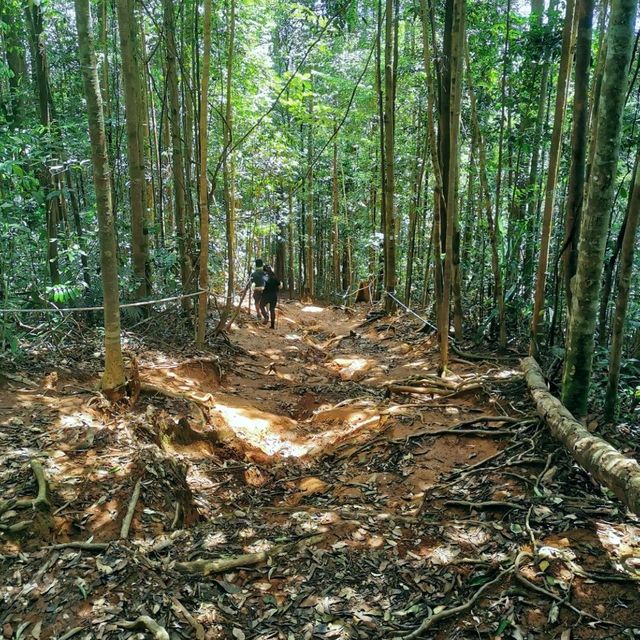 Adventurous jungle trekking at Gunung Lambak, Kluang