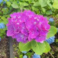 【長野県/岡谷市　色鮮やかな紫陽花が一面に広がる先には諏訪湖が見える絶景スポット✨】
