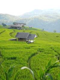 ป่าบงเปียง - นาขั้นบันไดวิว 360 องศา