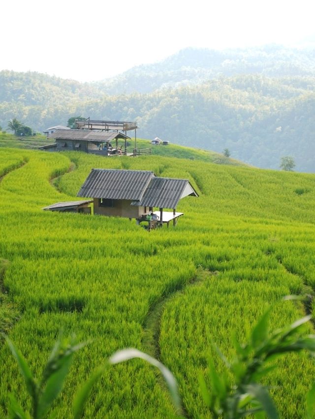 ป่าบงเปียง - นาขั้นบันไดวิว 360 องศา