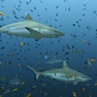 The ACQUA ADVENTURES RASDHOO | DIVING CENTER