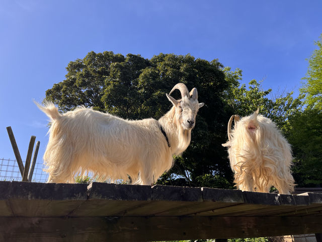 伊豆シャボテン動物公園@伊豆🐏