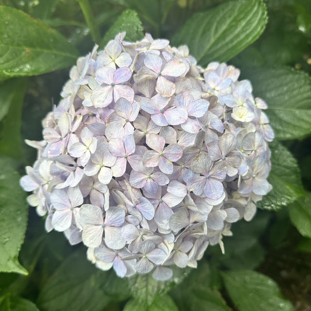 九州久留米千光寺的七千繡球花💐🌺🌸🌻🪻 
