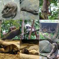 🦦🦧🦍🐟🐗新加坡奇妙野生動物園🦒🦘🐘🦚🐿️