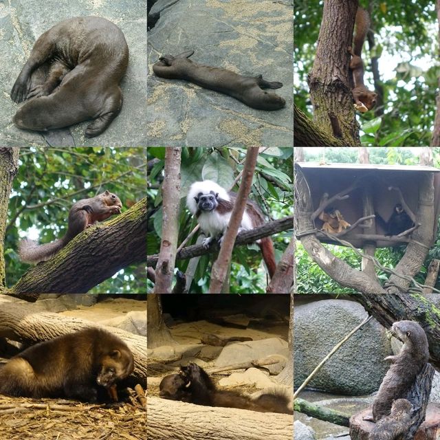 🦦🦧🦍🐟🐗新加坡奇妙野生動物園🦒🦘🐘🦚🐿️